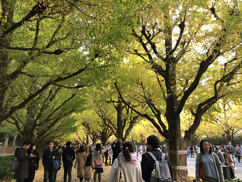 广州上野原日语培训中心 张泓菲 东京 Hal专门学校